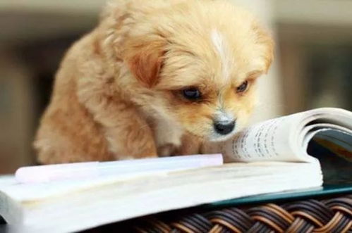 寵物服務(wù)產(chǎn)業(yè)中的商機(jī) 掘金愛(ài)寵經(jīng)濟(jì)新藍(lán)海