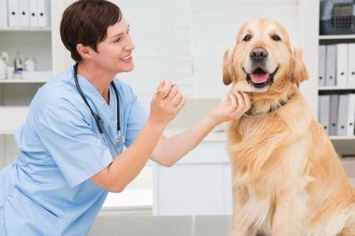 深圳福田區(qū)下沙夜間營(yíng)業(yè)寵物醫(yī)院急診服務(wù)指南