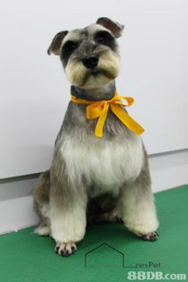 寵物美容服務(wù)全攻略 從專業(yè)美容師到貼心扮靚方案