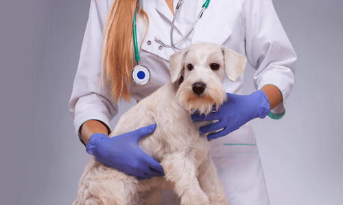 新瑞鵬寵物醫(yī)療集團(tuán)獲數(shù)億美元戰(zhàn)略融資，騰訊領(lǐng)投推動(dòng)寵物服務(wù)創(chuàng)新
