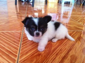 探索hk 88db.com 一站式寵物服務(wù)平臺(tái)