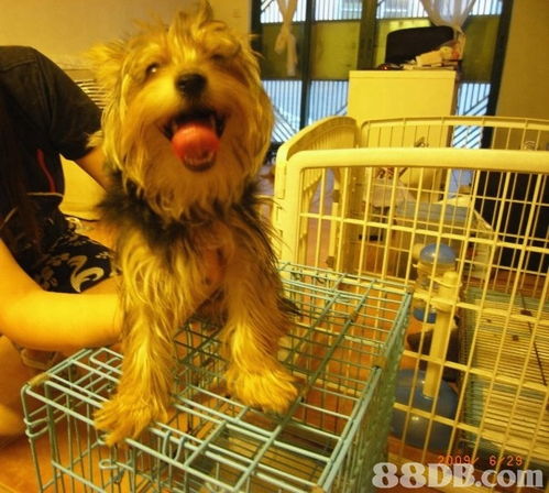 Cindy Pet Beauty 專業上門寵物美容服務，讓愛寵享受尊貴體驗