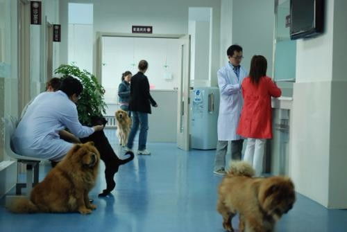 深圳市羅湖田心村24小時(shí)寵物醫(yī)院上門(mén)急診 專業(yè)寵物服務(wù)，全天候守護(hù)愛(ài)寵健康