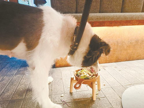 成都寵物友好餐廳受歡迎，合理分區促包容互不打擾