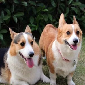 皇優寵物加盟店 專業寵物服務，打造愛寵溫馨家園