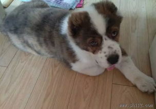 專業寵物寄養服務 Amy寵物，全市接送無憂