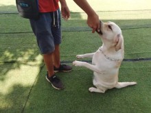 重慶洪湖寵物服務 為您的愛寵提供全方位專業呵護