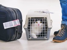 淮安寵物托運服務(wù)全攻略 專業(yè)、安全與便捷的選擇