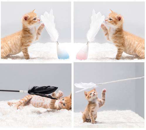 寵物用品品牌pidan完成數千萬元A輪融資，加速寵物服務生態布局